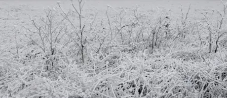 Hielo matutino